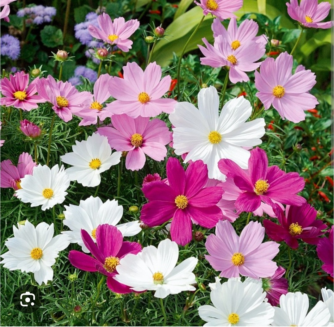 Бедная космея, я её не посажу (фото из интернета)