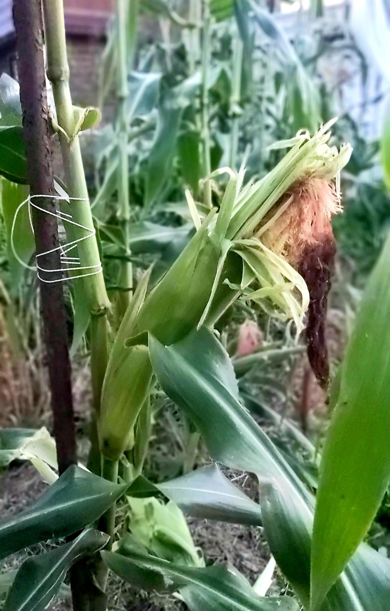 На даче я Хрущёв))), фото моё, заборище)))