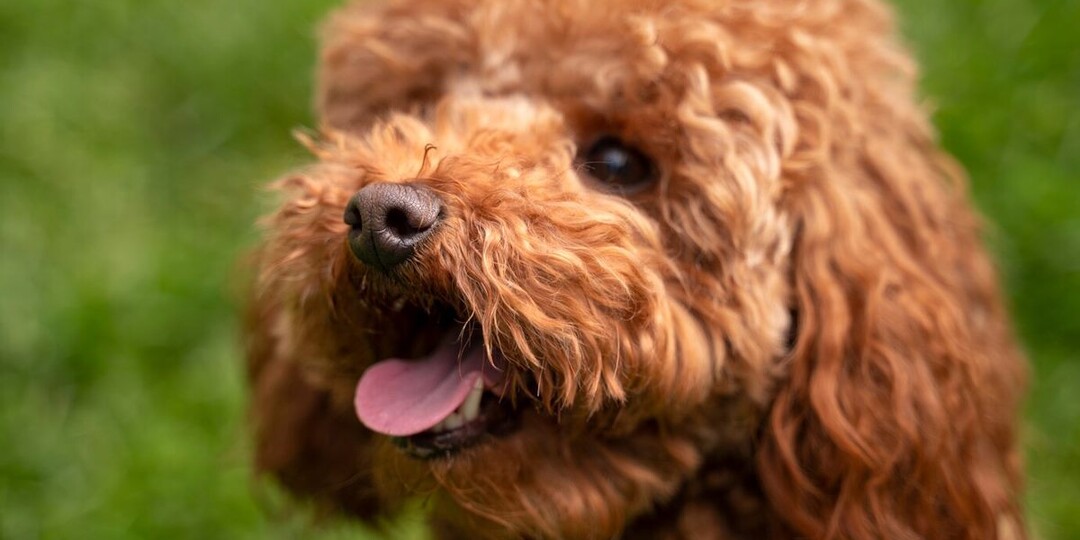 Все хотят мальтипу: что стоит знать об этих собаках?