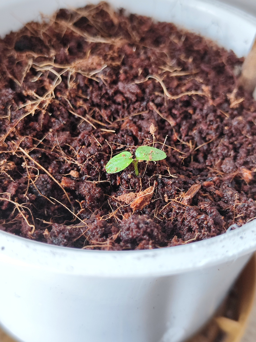 киви в горшке как вырастить киви рассада киви киви из косточки семена киви