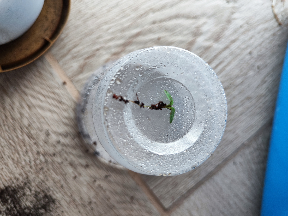 киви не растет как вырастить киви семена киви 