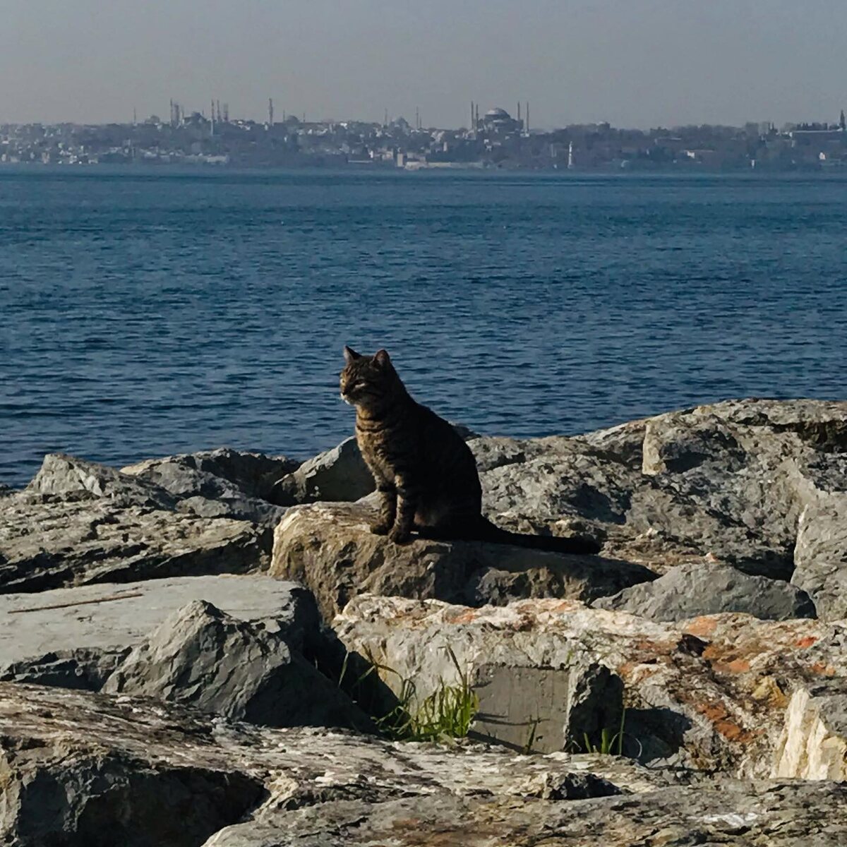 котики повсюду