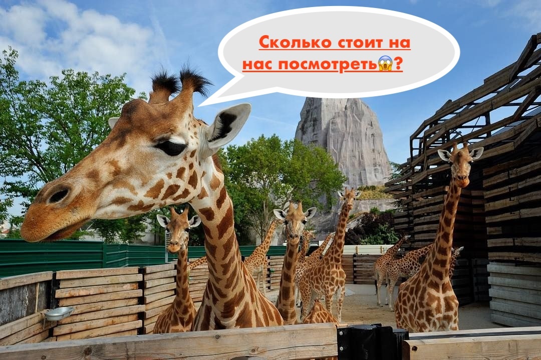 Даже жирафы в шоке. Им стыдно, поэтому они все время осиживаются в закрытом вольере.