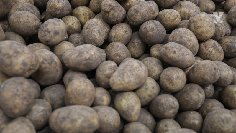    В 2025 году аграрии планируют высадить картофель на 6,2 тыс. га Фото: ИА «Победа26»