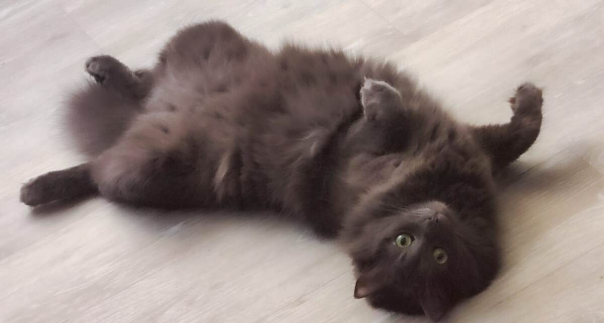 Я кот! Давно домашний, кстати!