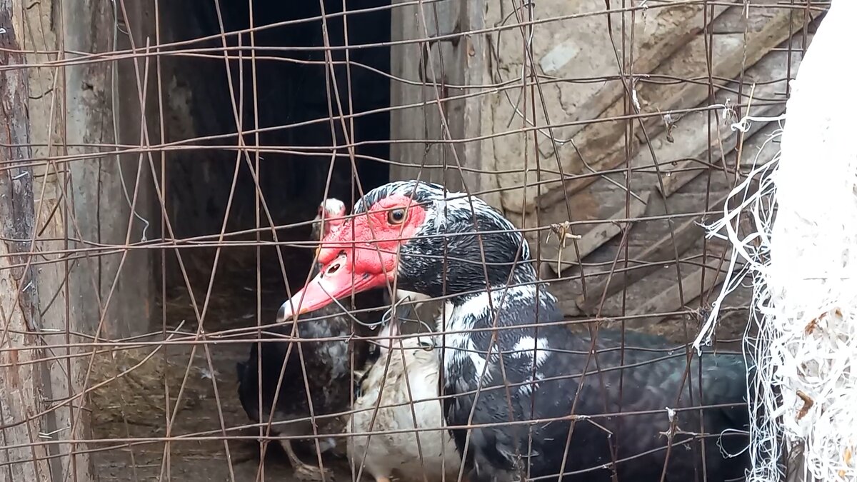 Наши шипуны 