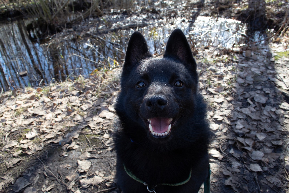 Это шиперка Костя, он тихий мирный мальчик, но любит очень кушоц