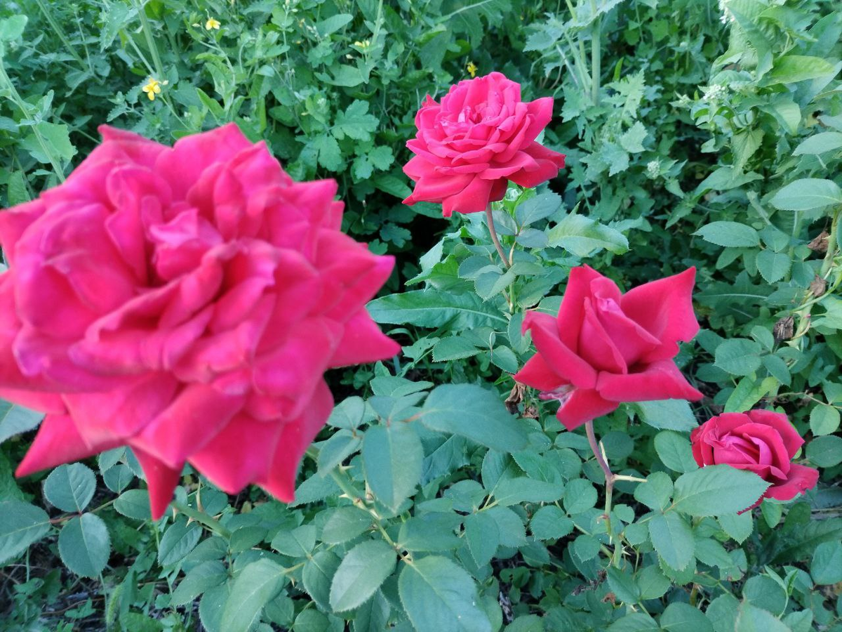 Фото автора.