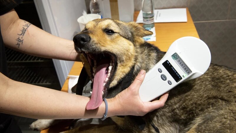     Открытие ветеринарного центра при приюте «Ласка». Анна Зайкова