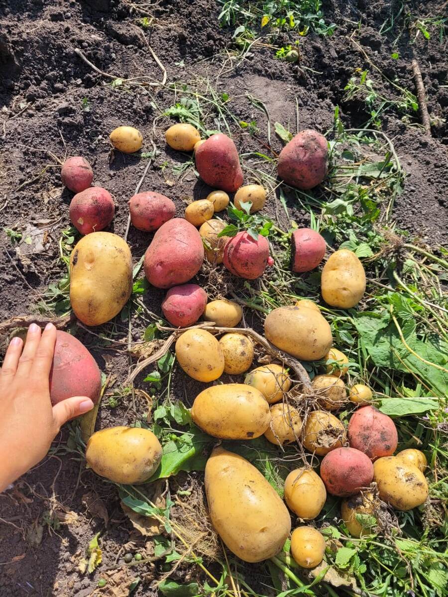 Картофель. Мое фото. Урожай с пары кустов