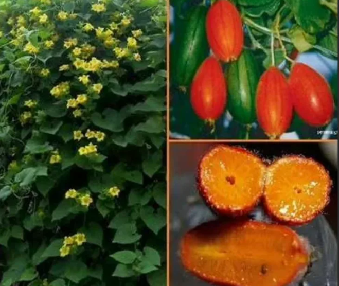 тладианта - вот такая она должна была быть - красная огурца....