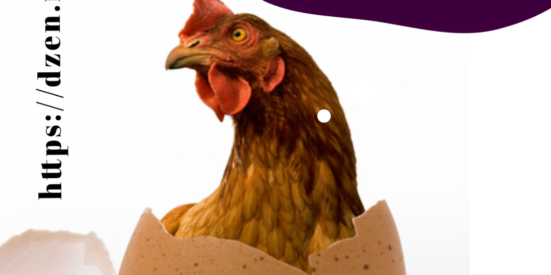 От куда ценники «крыла от самолёта»?