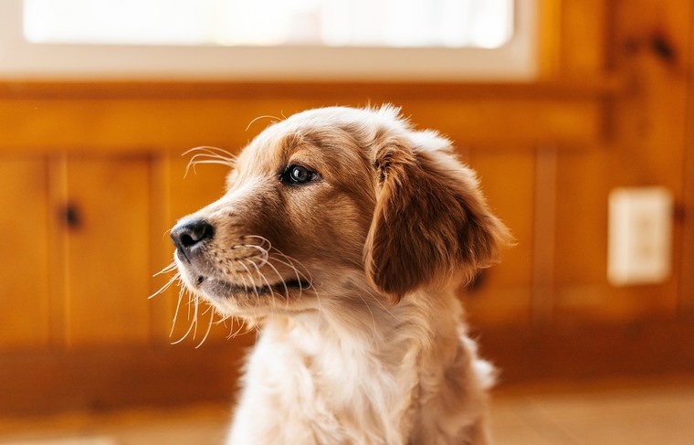    Shutterstock/FOTODOM