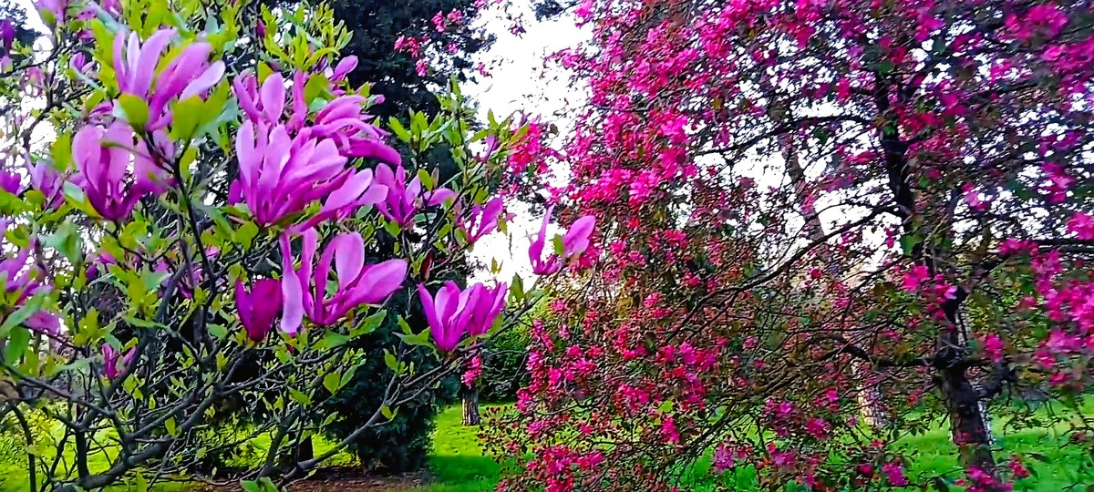 Магнолии в цвету