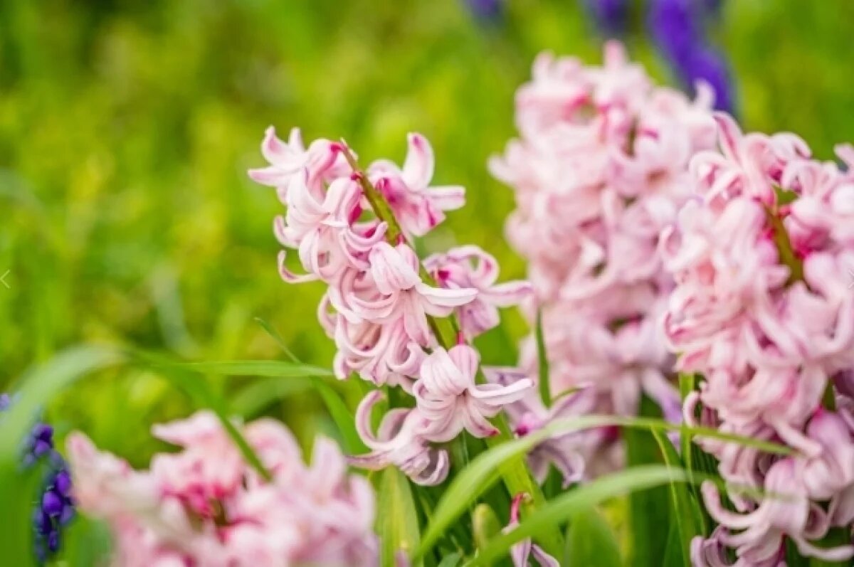    В Крыму разработали календарь цветений с дополненной реальностью