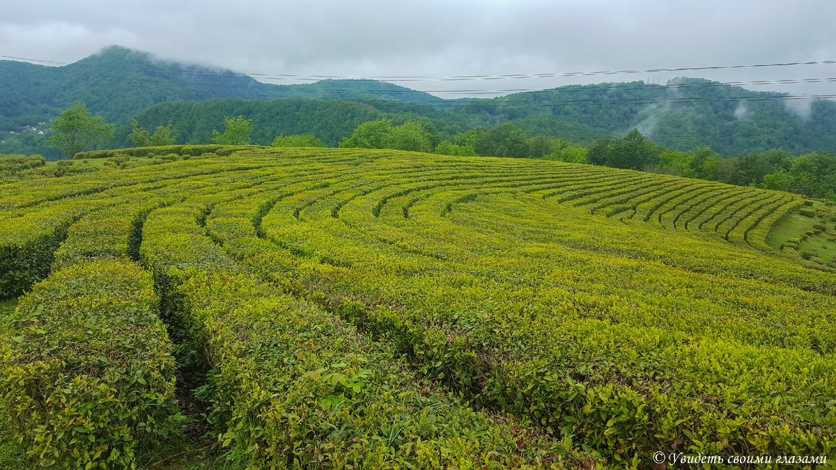 Чайные плантации в Мацесте
