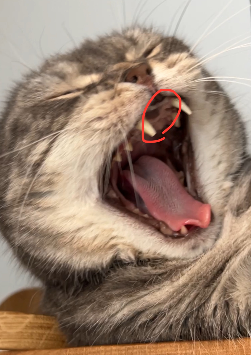 Примерно обозначила расположение органа Якобсона