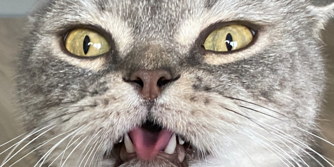 Оказывается у кошек есть орган Якобсона. Что это и зачем он нужен?