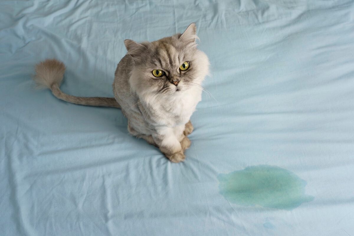 Кошка пометила кровать 