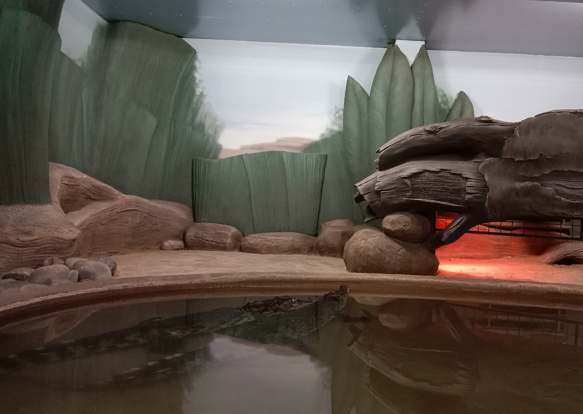 нильский крокодил