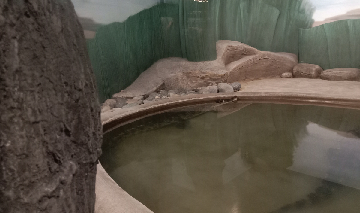 нильский крокодил