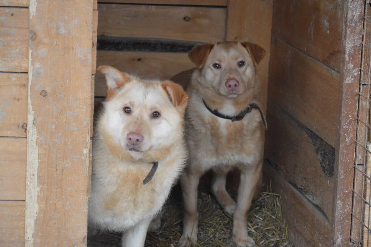    В Псковской области планируют отловить порядка 500 бездомных животных