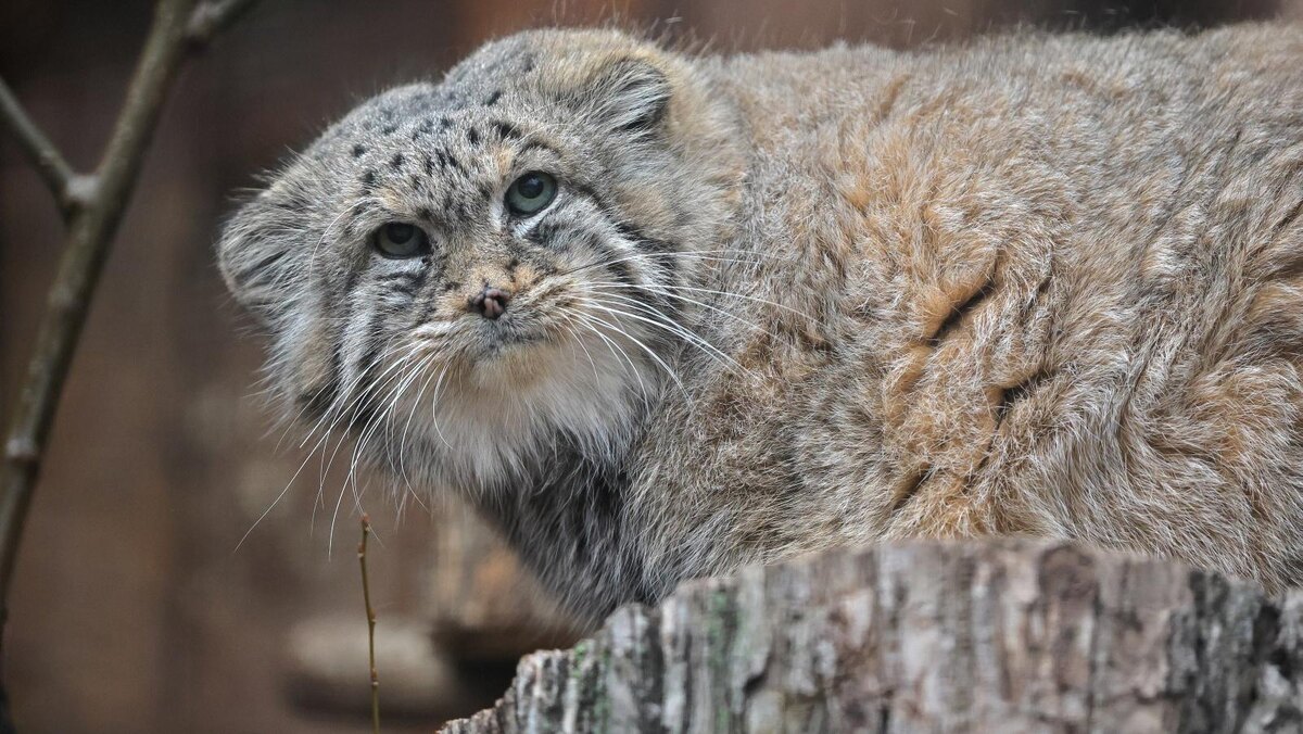    Фото: пресс-служба Ленинградского зоопарка