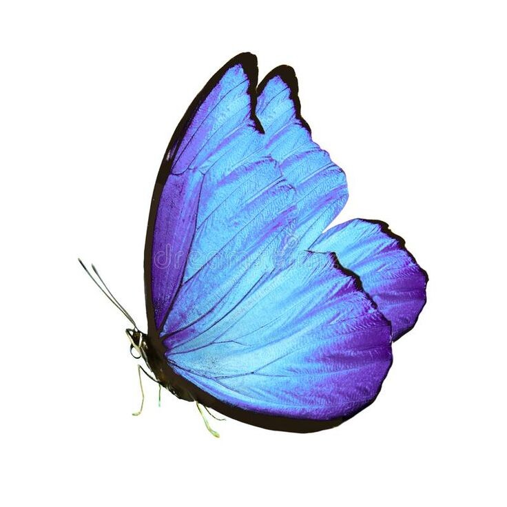 Сложив крылья она сидела на моих джинсах.