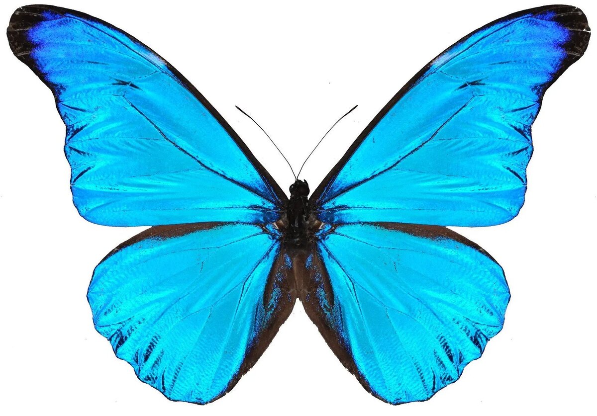 Голубая бабочка.