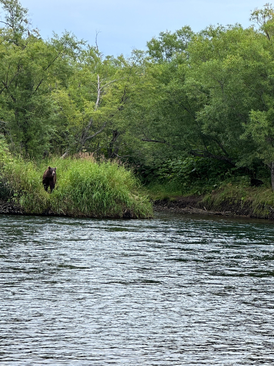 Медведь у реки Быстрая, Камчатка, август 2024