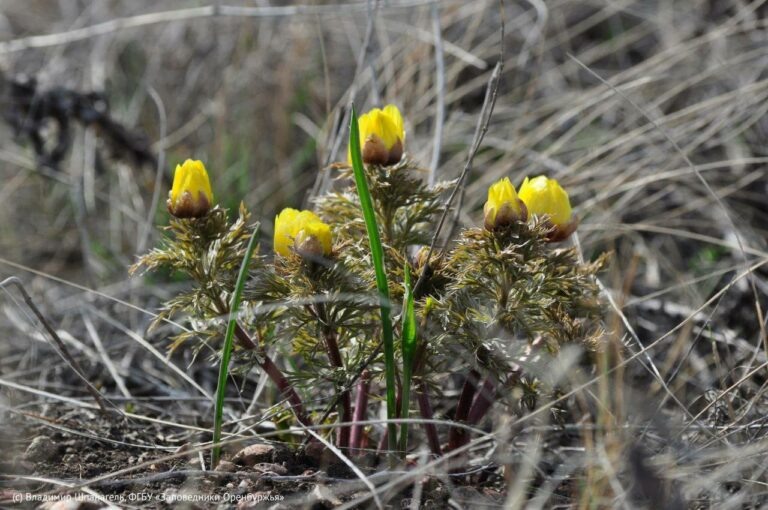    Цветут тюльпаны, прилетают птицы. В Оренбургском заповеднике просыпается жизнь Белов Михаил Александрович
