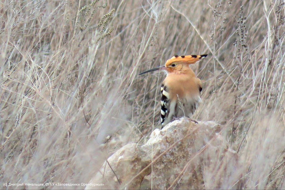  📷    Цветут тюльпаны, прилетают птицы. В Оренбургском заповеднике просыпается жизнь Белов Михаил Александрович