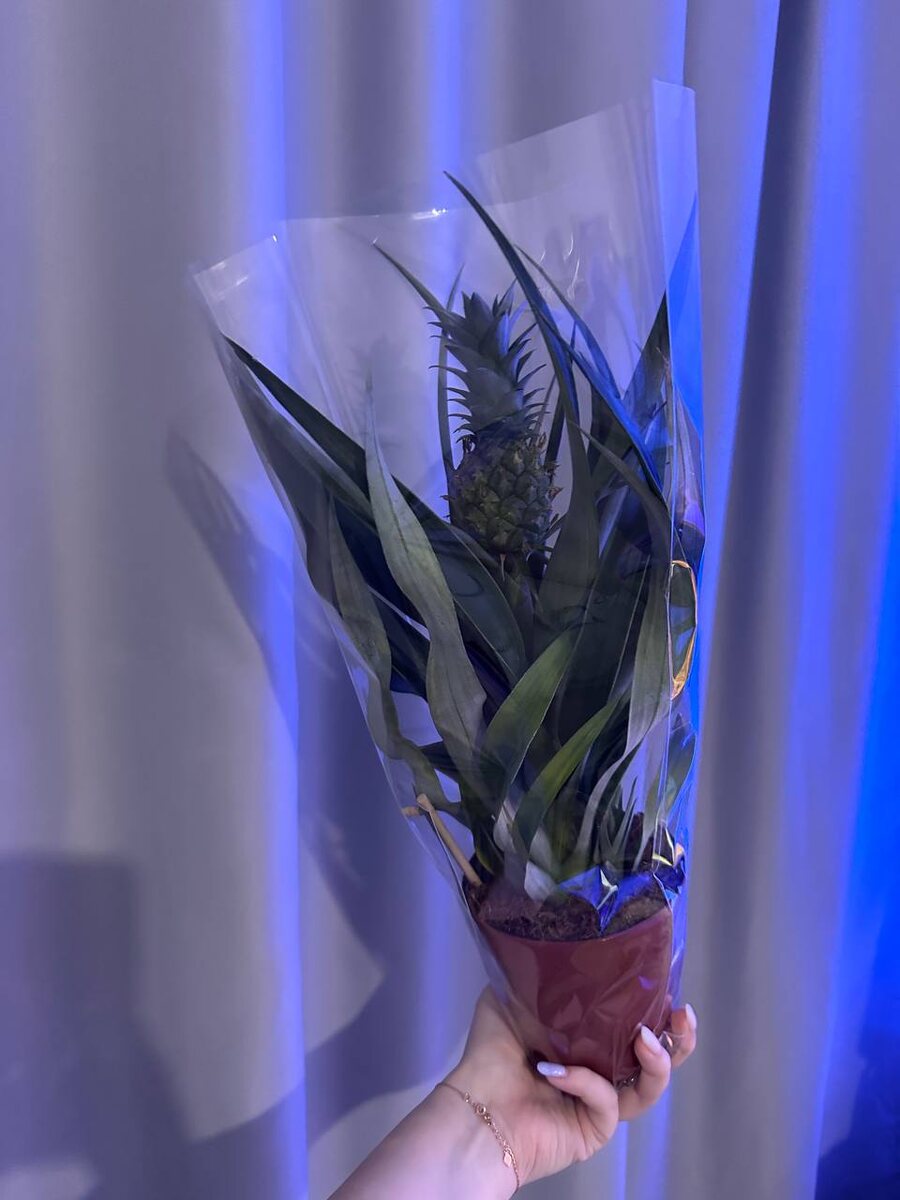 Bromelia Ananasplant Mimesis