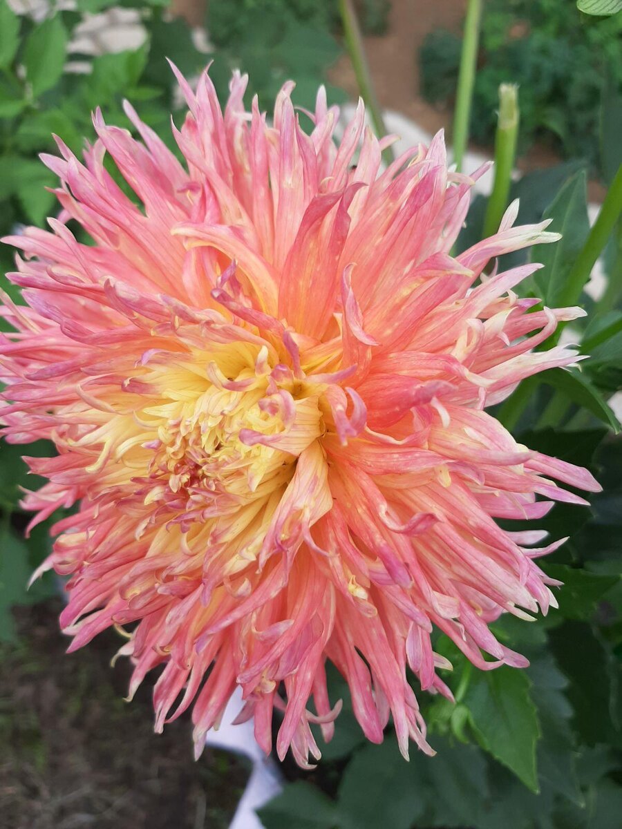 Герцогин-георгин!