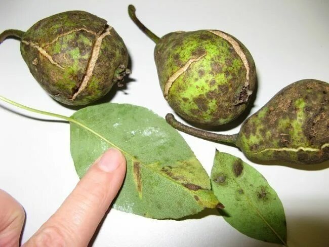 Фото взято из интернета, открытого доступа.