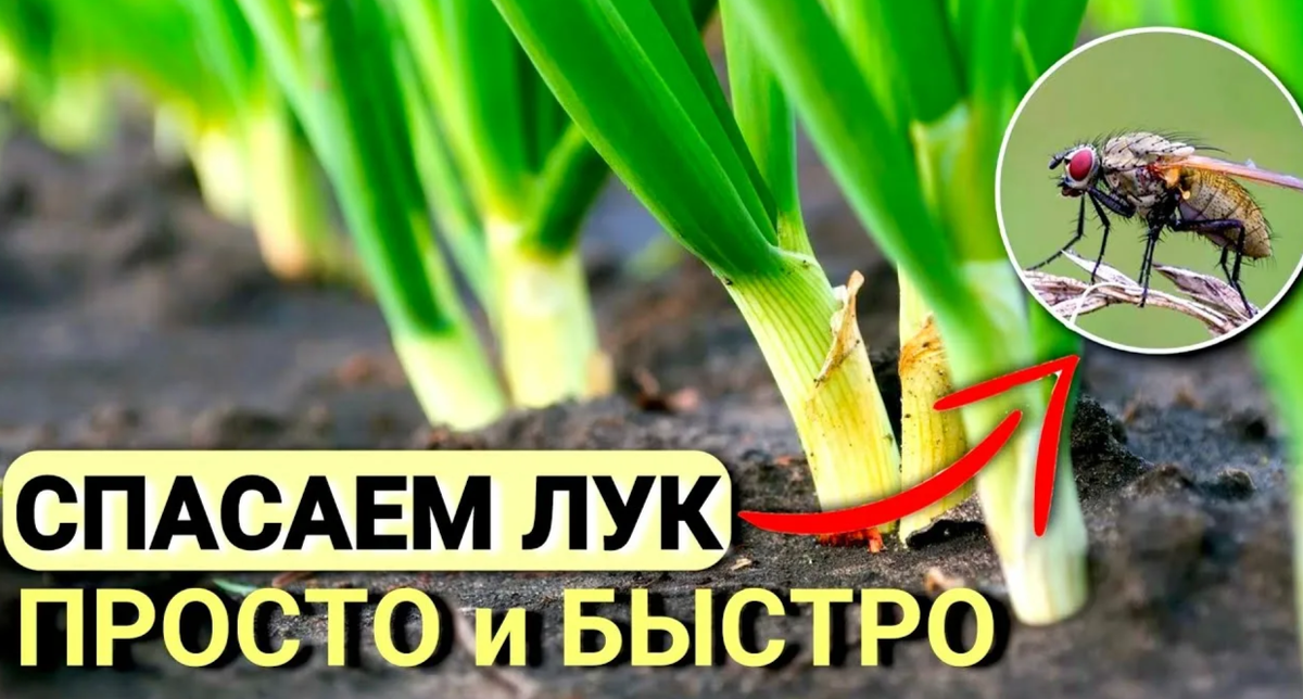 лукоая муха