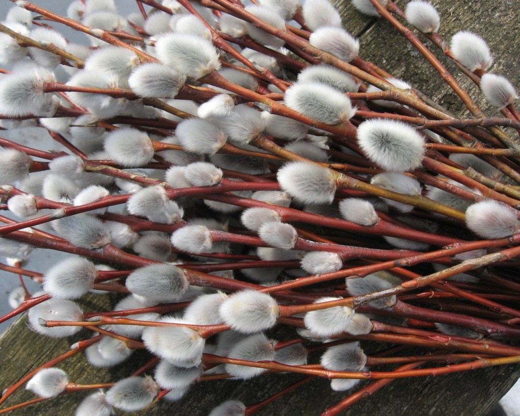 Букетик вербы 