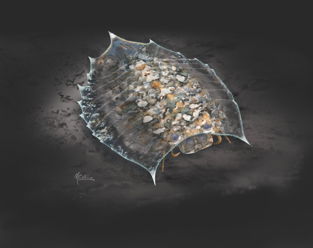    Художественная реконструкция Helmetia expansa.