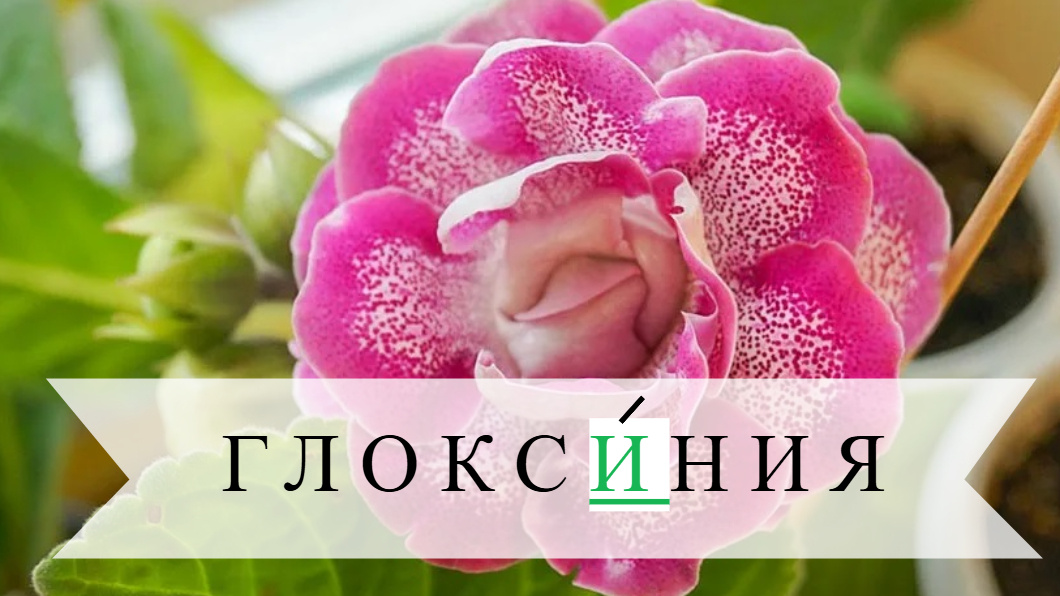 фото от freepik