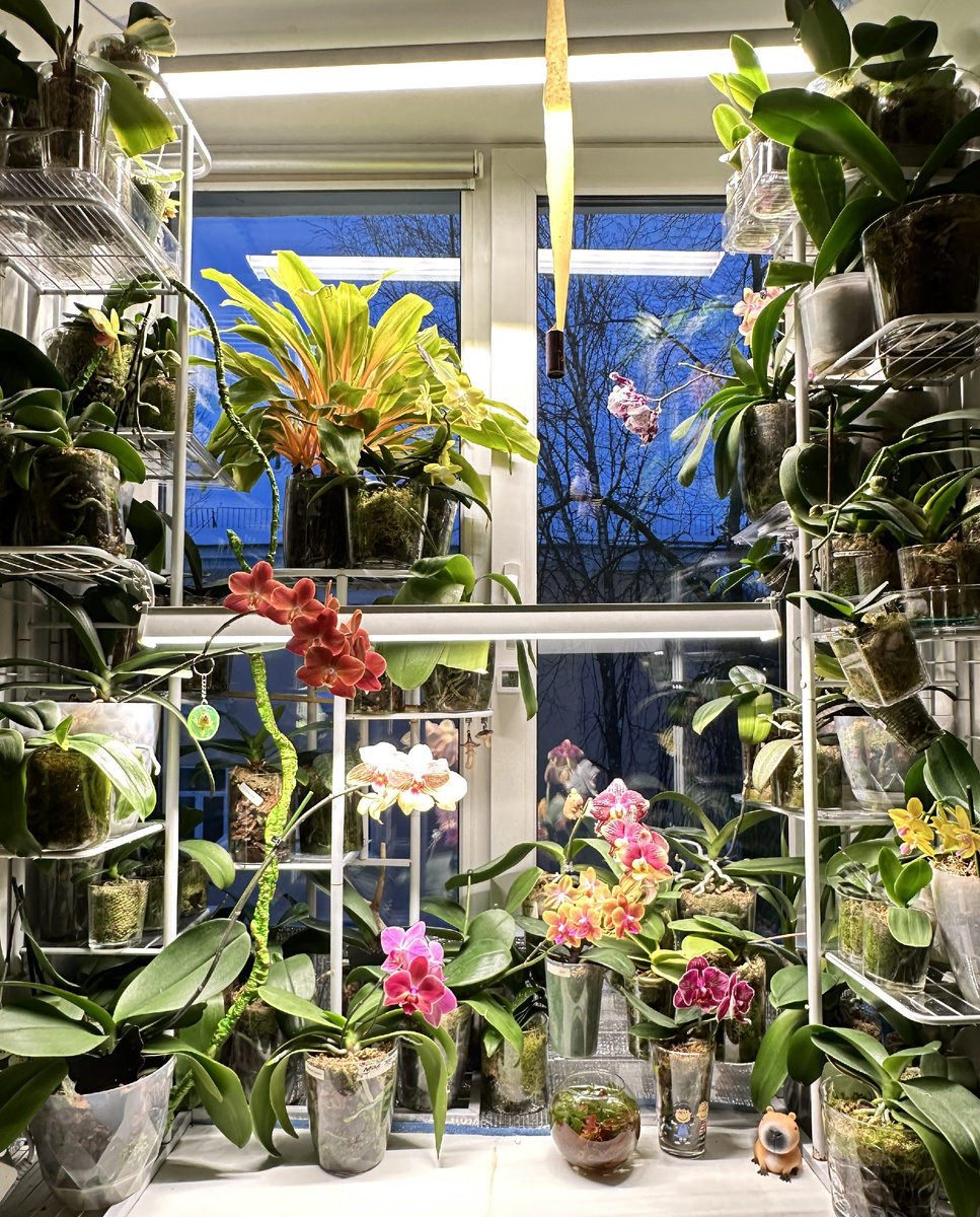 Мое основное орхидейное окно
