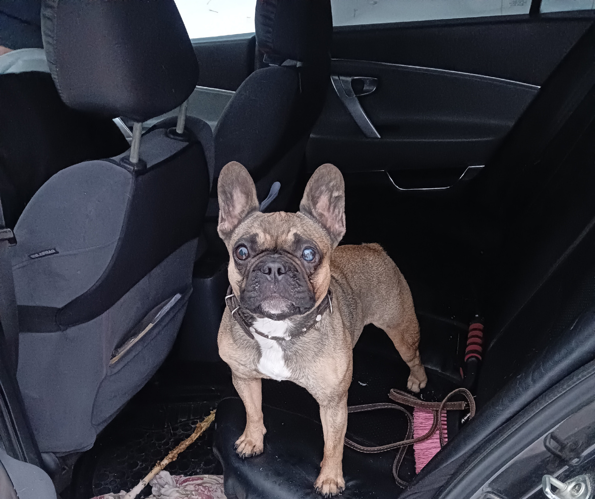 Юняша категорически отказывается выходить из машины и идти на прививку.😄