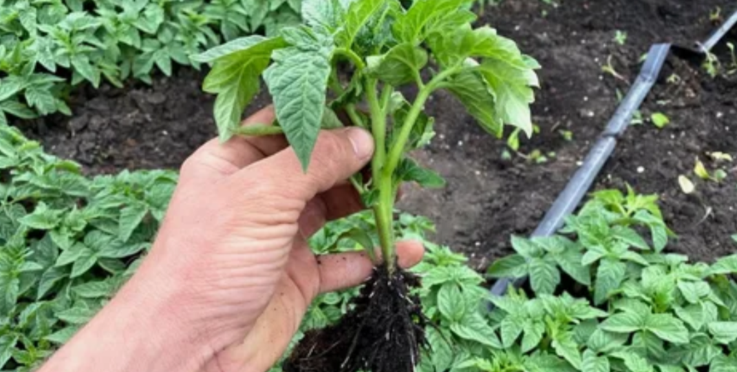 Укрепляю рассаду томатов без химии: 4 простых способа за 3–4 недели после пикировки