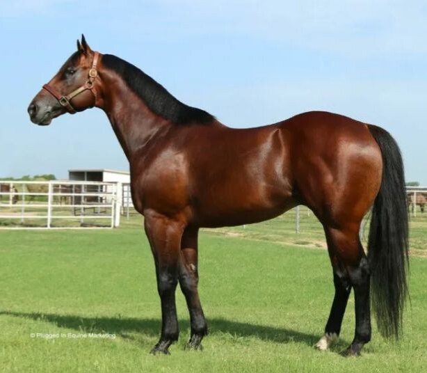 Гнедая масть