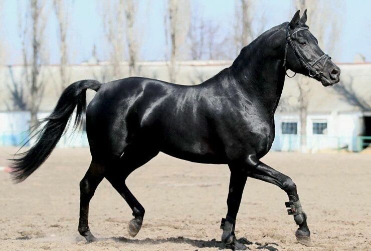 Вороная масть