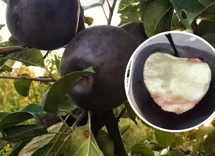 Скриншот с Вайлдберриз.