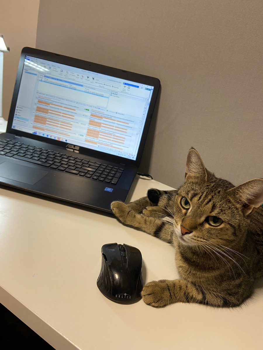 Рассматривайте быстрее, хочется прибавки к порциям влажного корма!