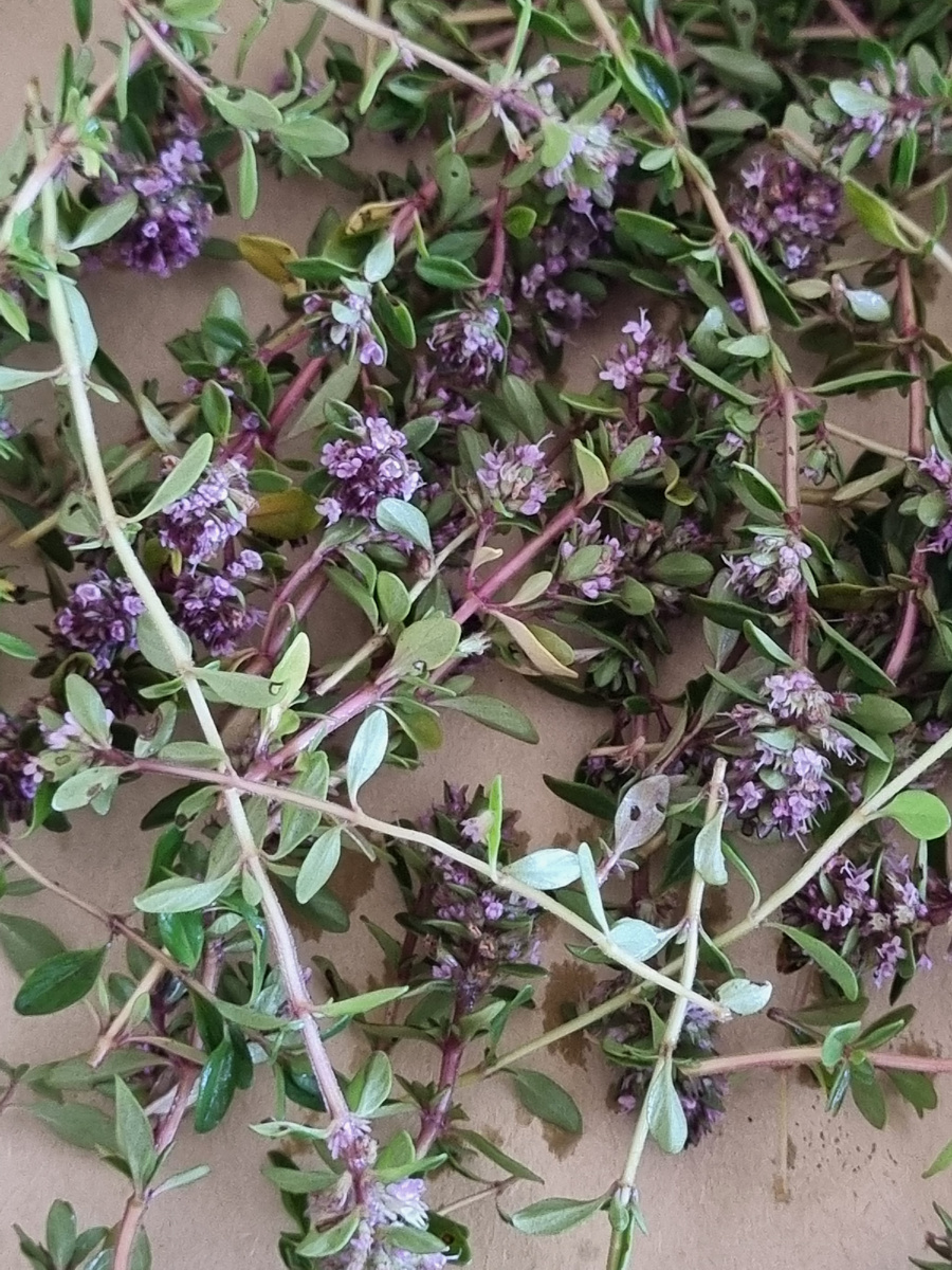 Чабрец медовый