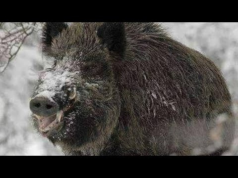 Дикий кабан