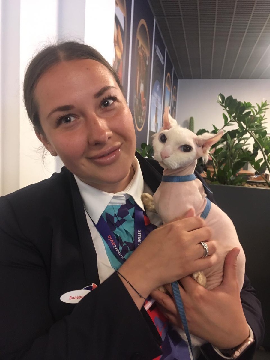 Сотрудник авиакомпании Smartavia с кошкой Пифией». Фото: пресс-служба авиакомпании Smartavia