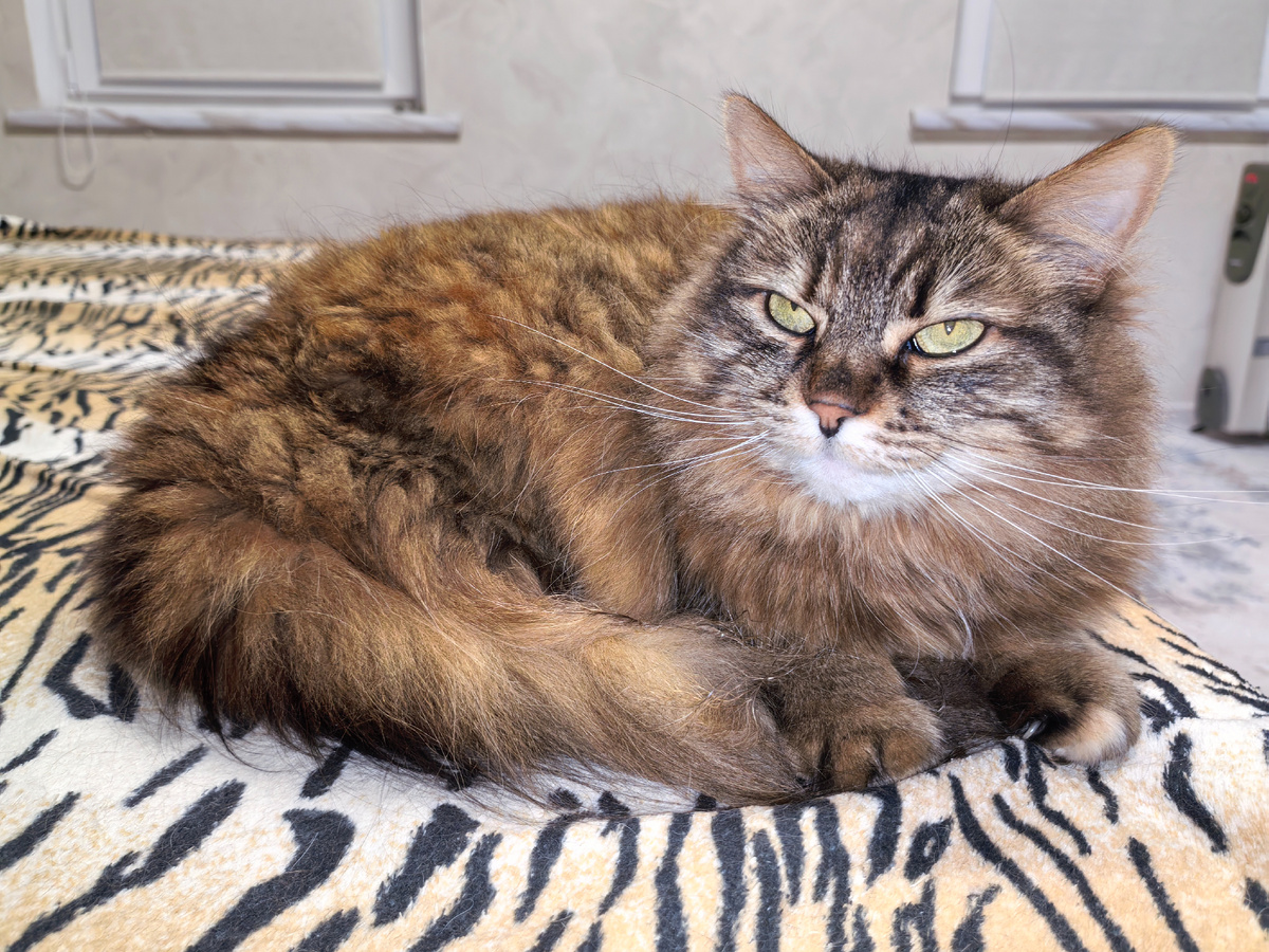 Кошка Колбаса, 7 лет